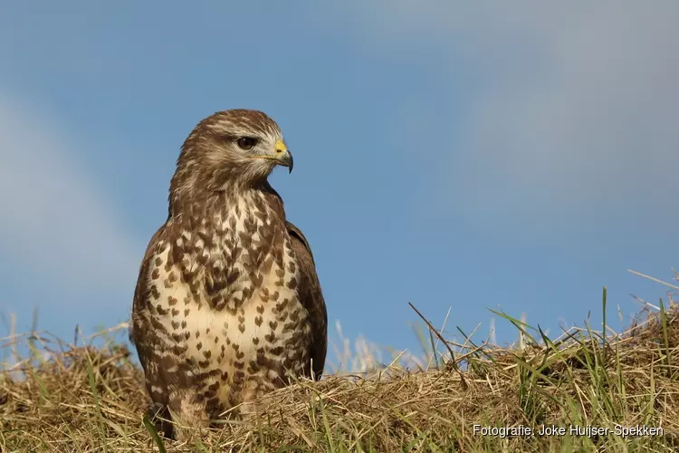 Roofvogels kijken op Balgzand