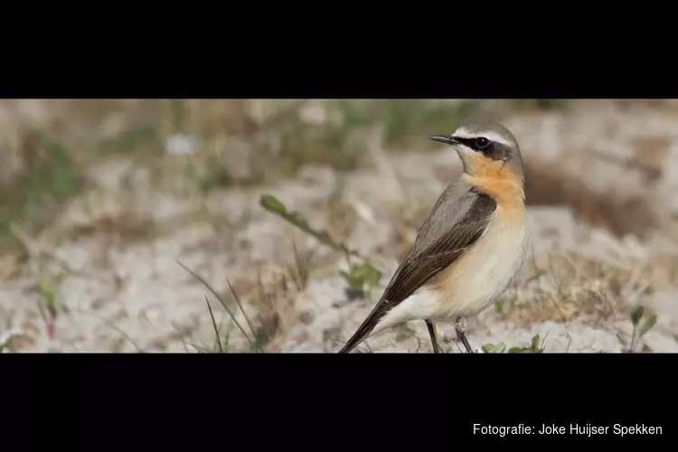 Goed nieuws over de tapuit in onze Noordduinen