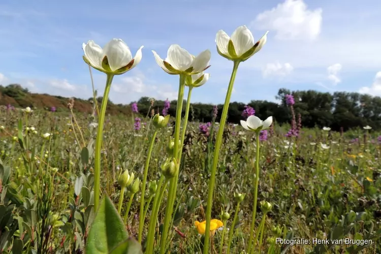 Op zoek naar de schoonheid van parnassia in Refugium bij Den Helder