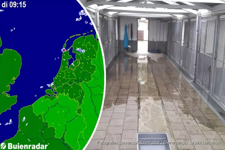 Dierentehuis Den Helder onder water door zeer lokale wolkbreuk