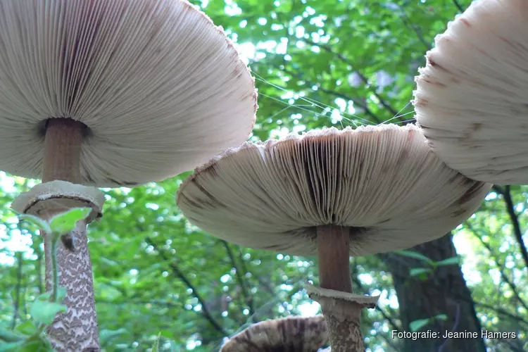 Paddenstoelen zoeken in de Donkere Duinen 3 november