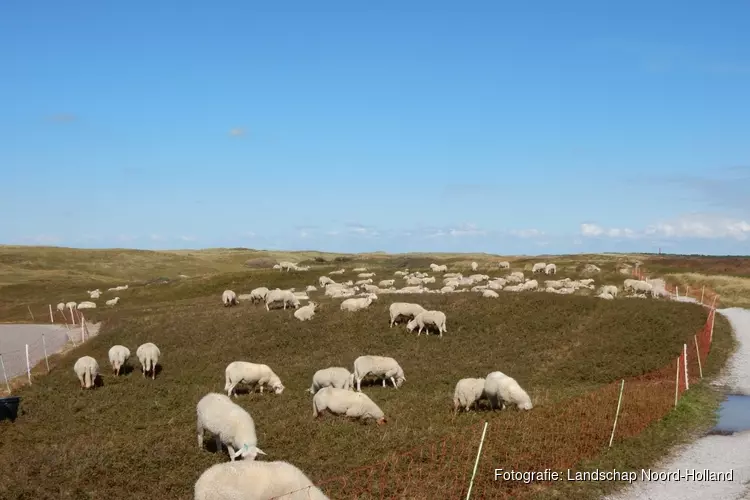 Prachtig gezicht: schaapskudde weer te zien in Noordduinen