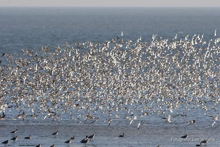 Roofvogels op Balgzand