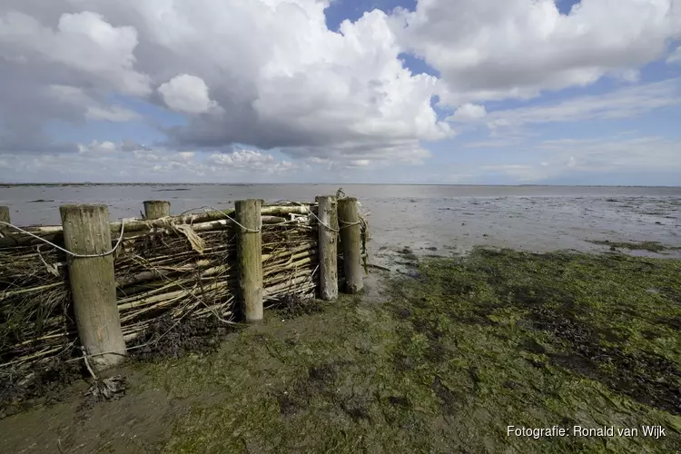 Vogelexcursie naar Kooyhoekschor bij Den Helder