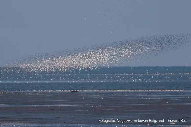 Is de vogeltrek al begonnen?