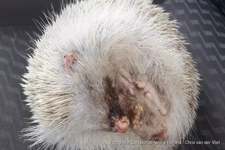 Binnengebrachte albino-egel is er slecht aan toe: "Hopelijk komt hij er bovenop"