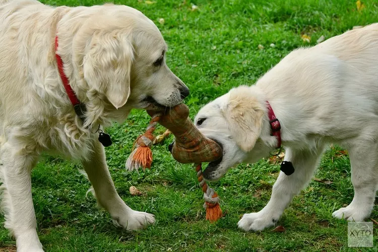 Stijgende vraag naar honden in Den Helder nu mensen thuiszitten door coronacrisis