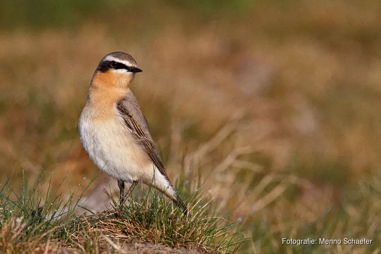 Sinds tientallen jaren broeden tapuiten weer in de Grafelijkheidsduinen