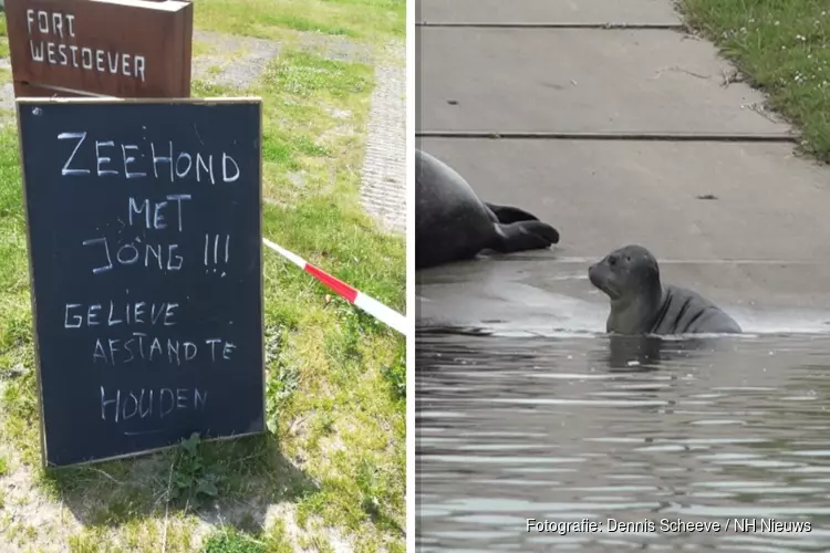 Oproep aan recreanten Den Helder: laat zeehond en pup met rust!