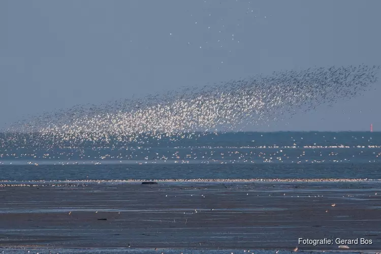 Zonsopkomst op vogelrijk Balgzand