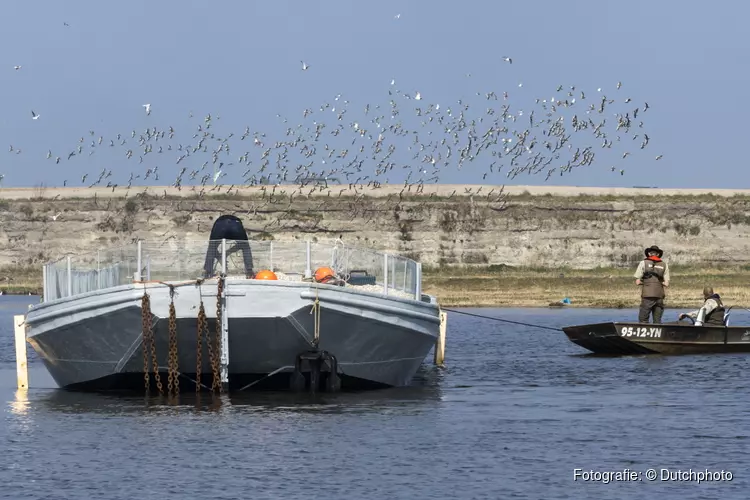 Broedponton voor anker in Balgzandpolder – Den Helder