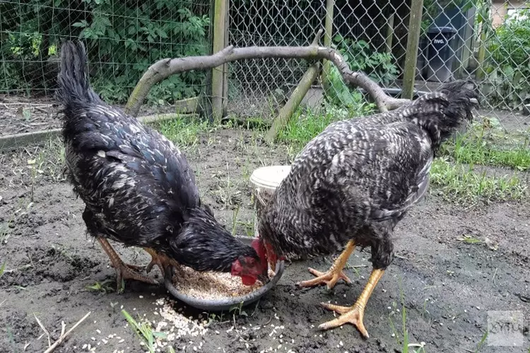 Hanen in groenbak gedumpt: getuigen gezocht!