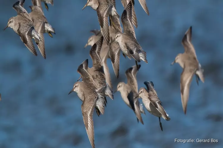 Komt de vogeltrek alweer op gang?