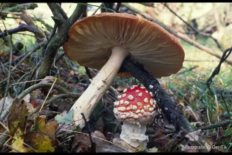 Paddenstoelen zoeken in de Donkere Duinen