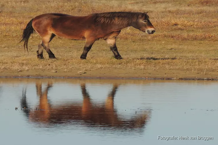 Nieuwsgierige pony’s komen aan in Grafelijkheidsduinen