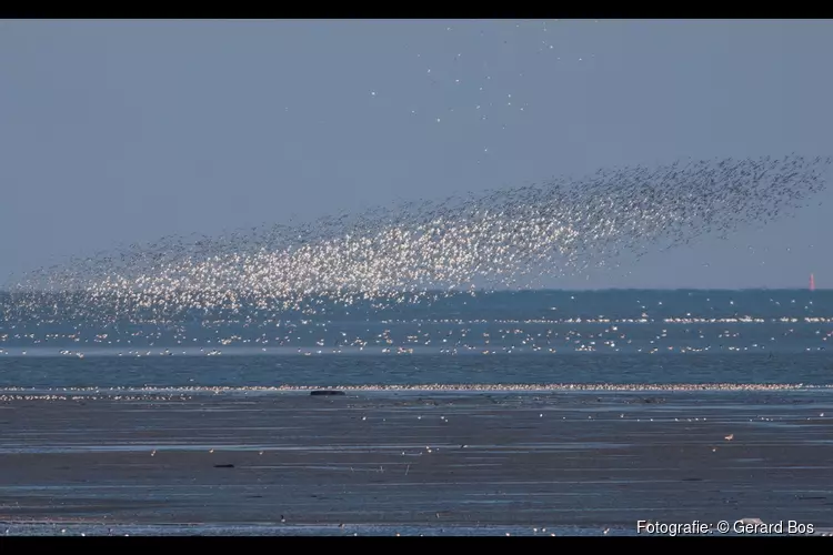 Is de vogeltrek bij Balgzand al begonnen?