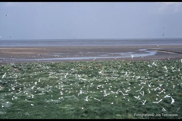 Welke vogels broeden op de schorren bij Balgzand?