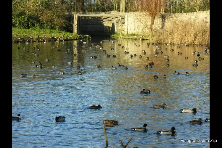 Hoe vang je eenden in Eendenkooi &#39;t Zand