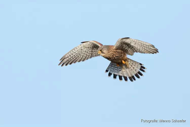 Roofvogels kijken op Balgzand bij Den Helder