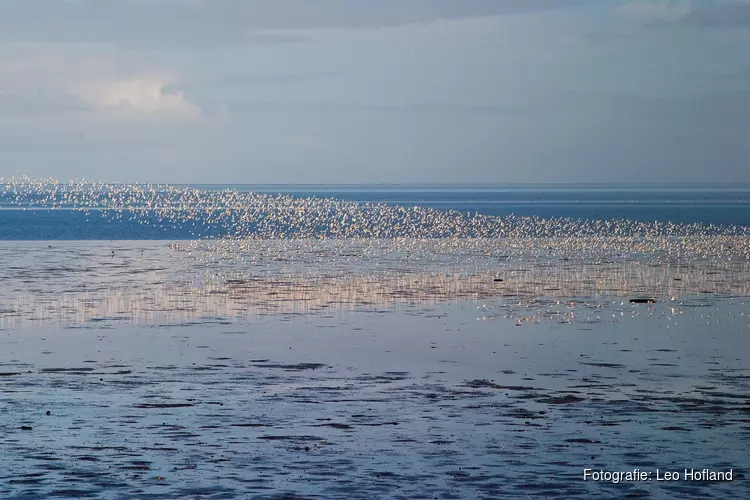 Roofvogels kijken op het Wad bij Balgzand