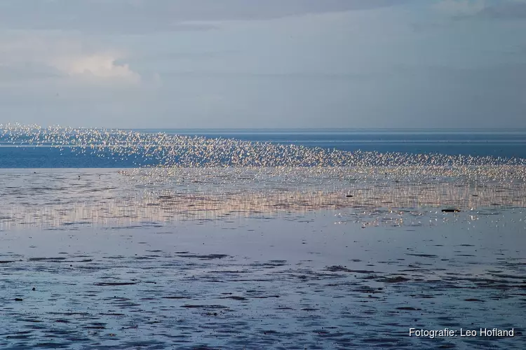 Vogelexcursie: welke vogels broeden op de schorren bij Balgzand?