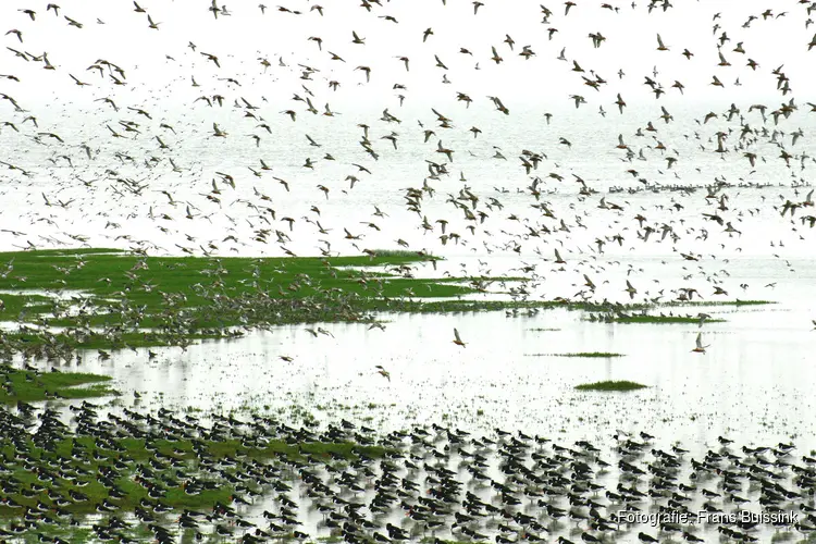 Welke (roof)vogels zie je hartje zomer op Balgzand bij Den Helder