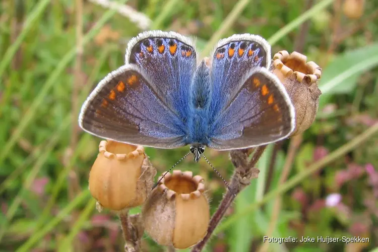 Wandeling door het PWN-duin bij Den Helder: op zoek naar vlinders en libellen.