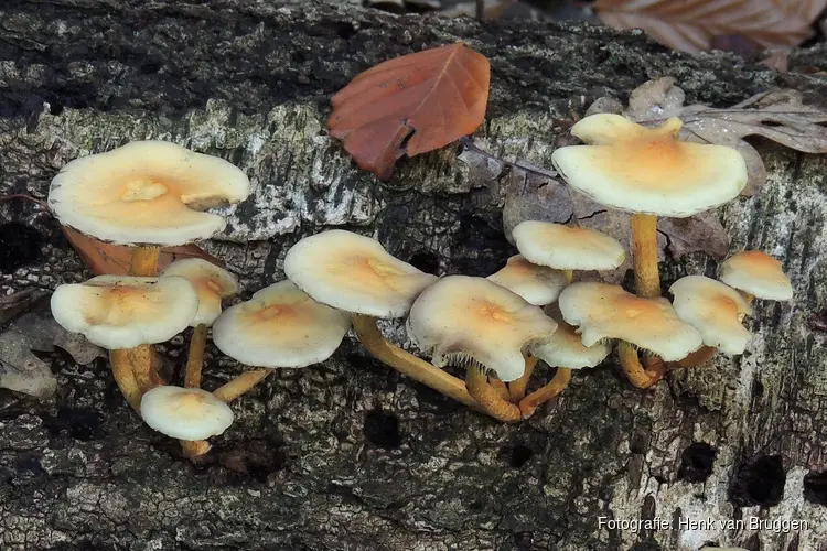 Ga mee op zoek naar paddenstoelen in het Donkere Duinenbos bij Den Helder