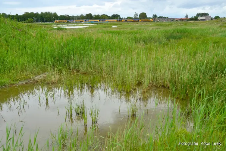 Ontdek bloemen, vogels en vlinders in Nollen-Zuid bij Den Helder