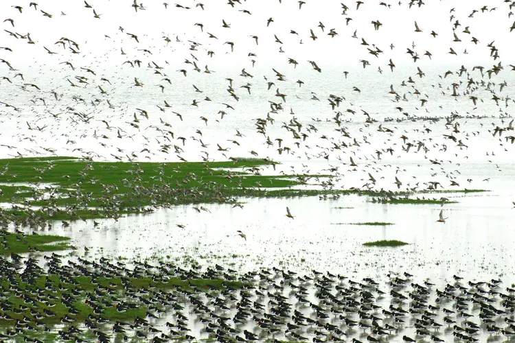 Welke (roof)vogels zie je in de zomer op het Wad bij Den Helder