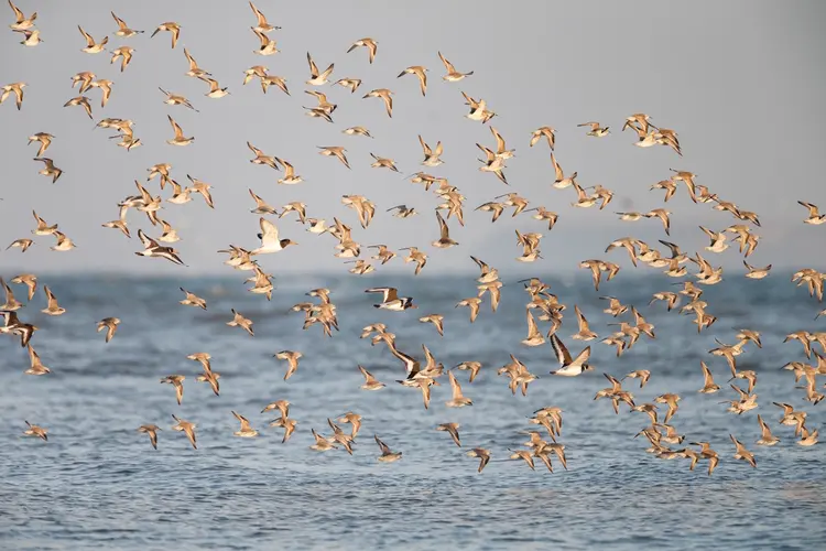 Zie je de eerste trekvogels op de schor bij Balgzand?