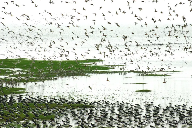 Komt de vogeltrek bij het Wad van Balgzand weer op gang?