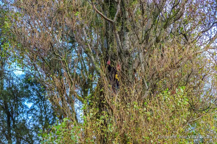 Brandweer haalt kind uit boom in Den Helder