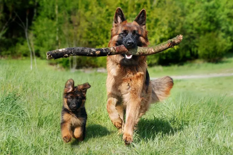 Hond uitlaten: waar mag uw viervoeter loslopen?