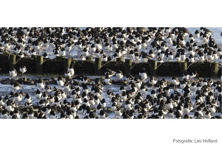 Bekijk de vogels op het Wad bij Balgzand in de winter op zondag 5 januari