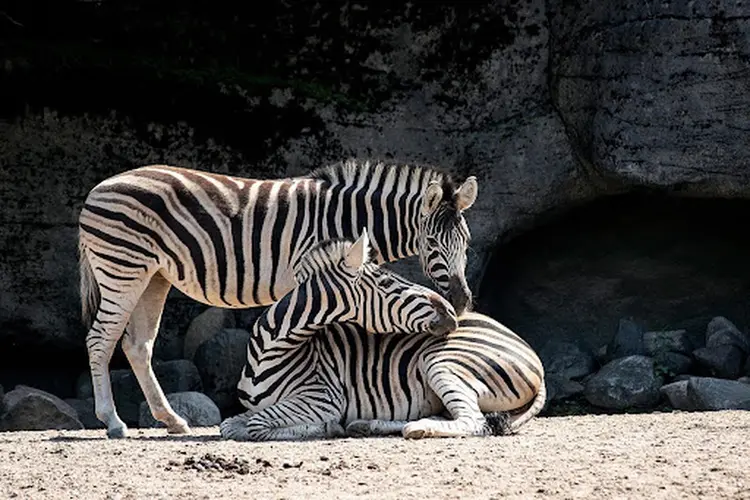 Dierentuinen in Nederland: een bron van verwondering