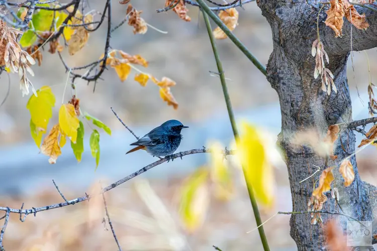 Starterskit voor vogelspotters in de Biesbosch