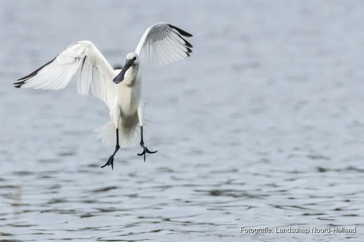 Vogels op het Wad bij Balgzand in de winter op zondag 23 februari