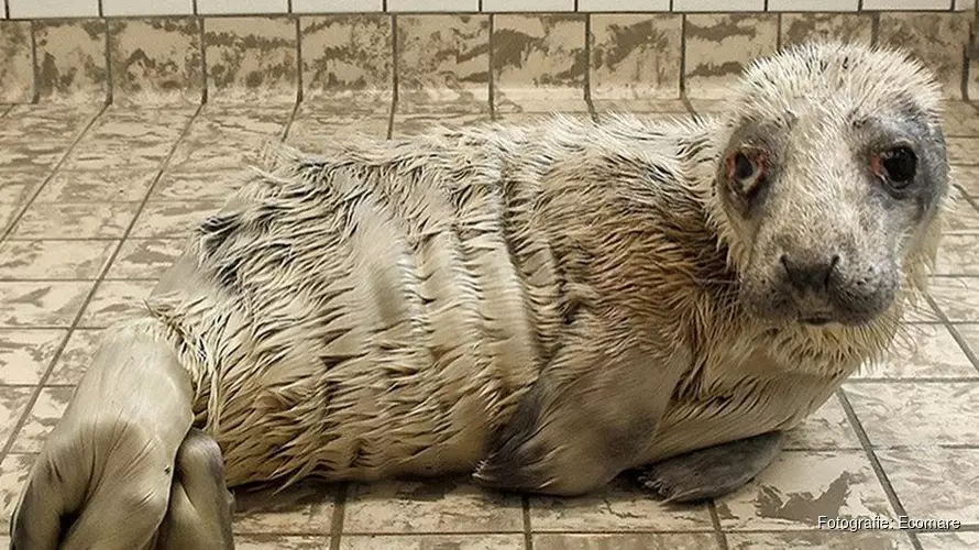 Verzwakte zeehond met ontstoken ogen bij Ecomare: publiek om hulp gevraagd