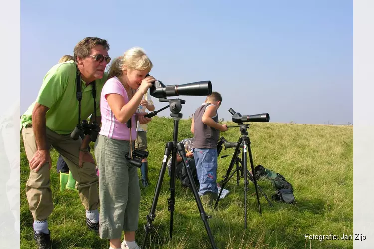 Lepelaars en nog veel meer natuur op Balgzand