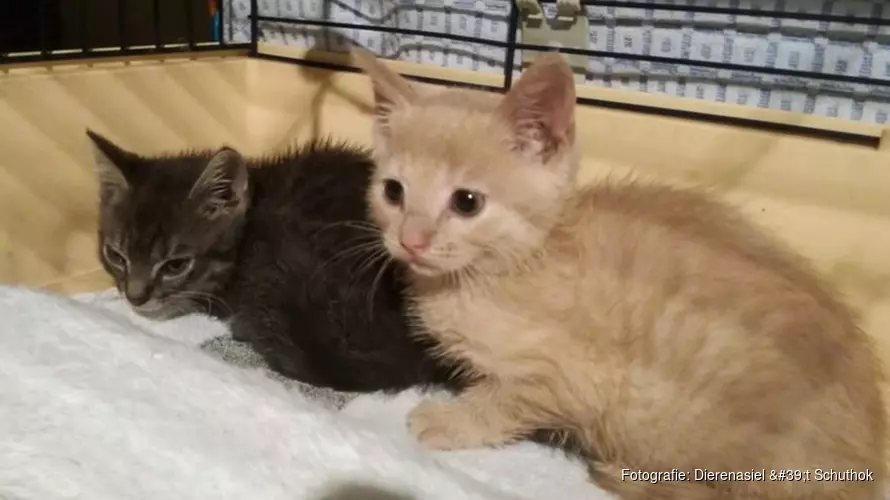 Aanstroom kittens Helders dierenasiel houdt niet op: "Alstublieft, laat uw kat helpen"