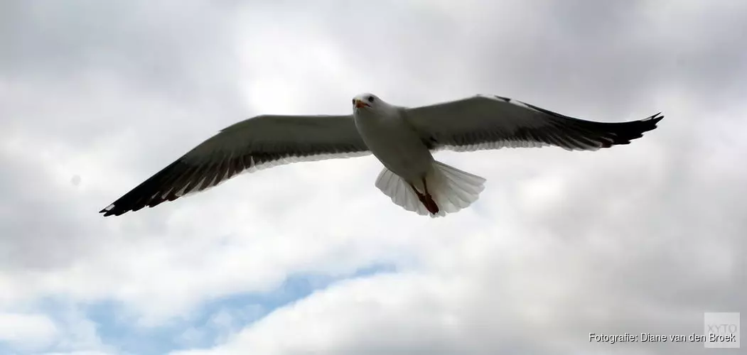 Mensen storen vogels en zeehonden op zandplaat bij Texel: vanaf nu boetes