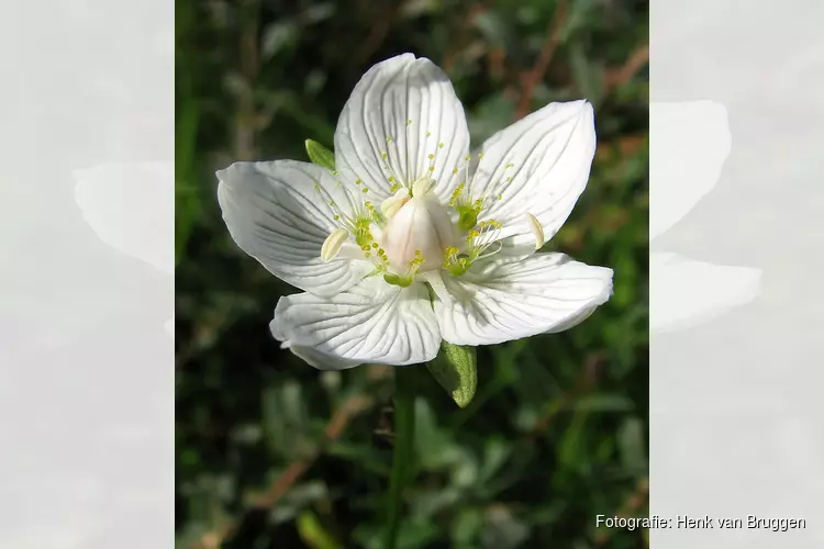 Op zoek naar de bloemenpracht in het Refugium, Den Helder