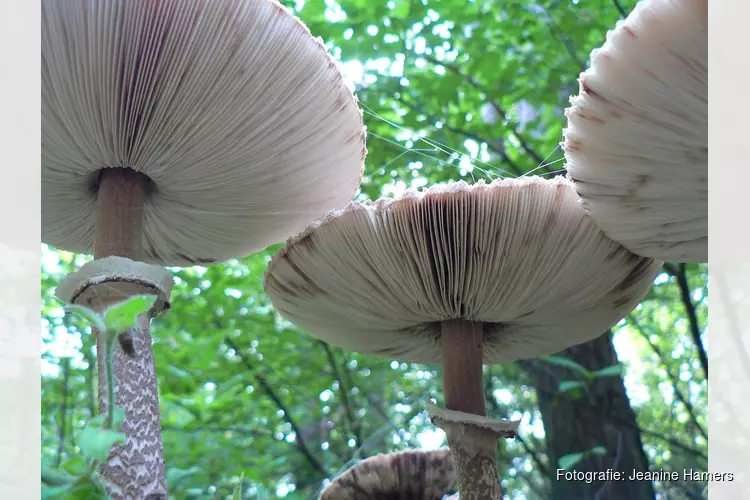 Paddenstoelen zoeken in de Donkere Duinen