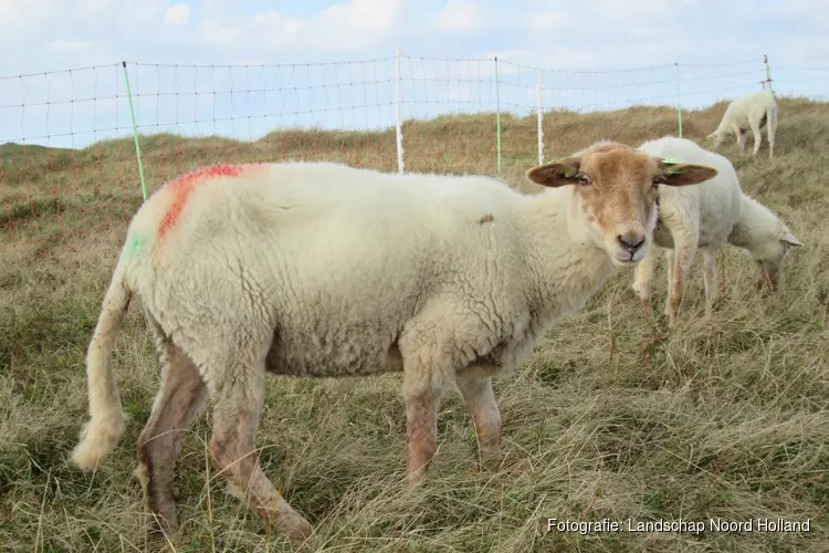 Schaapskudde graast maand lang in Noordduinen