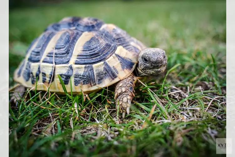 Bijzondere maar "levensgevaarlijke" bijtschildpad gevonden in Den Helder