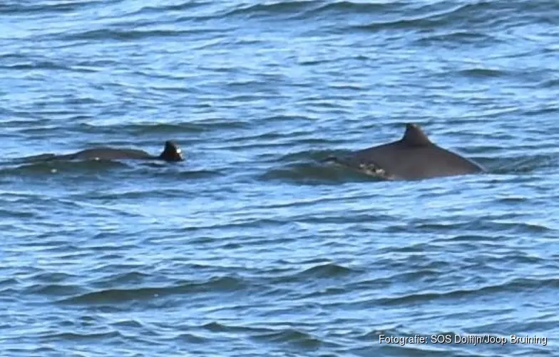 Opnieuw bruinvissen gespot voor Noord-Hollandse kust